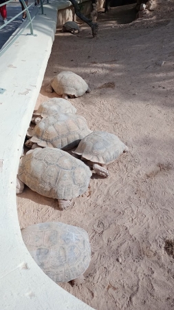 Zdjęcie z Tunezji - na terenie fermy jest malutki wybieg dla żółwi