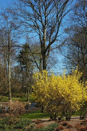 Zdjęcie z Polski - Wiosna w parku Oliwskim