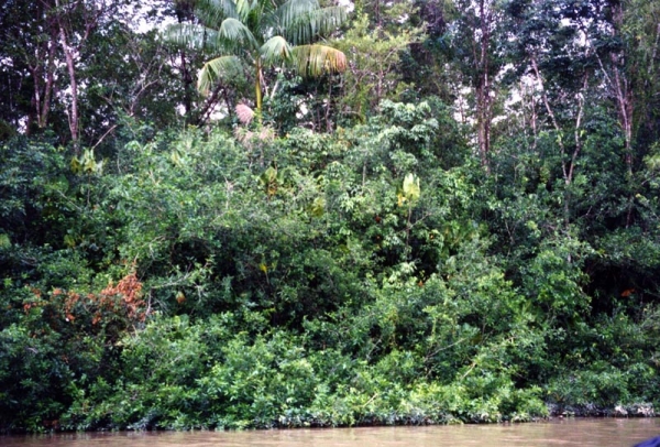 Zdjęcie z Brazylii - Dżungla Amazońska