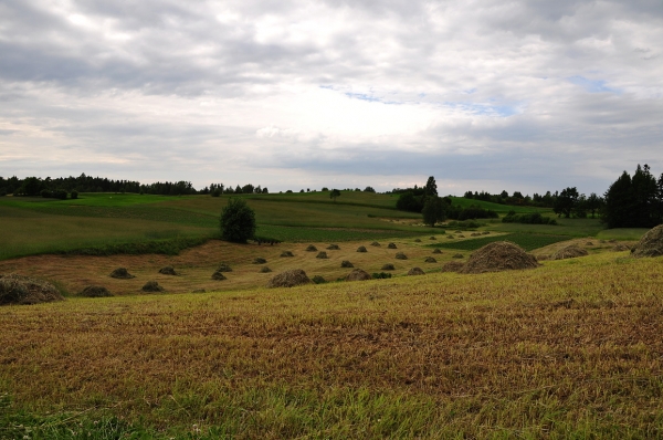 Zdjęcie z Polski - kaszubskie łąki