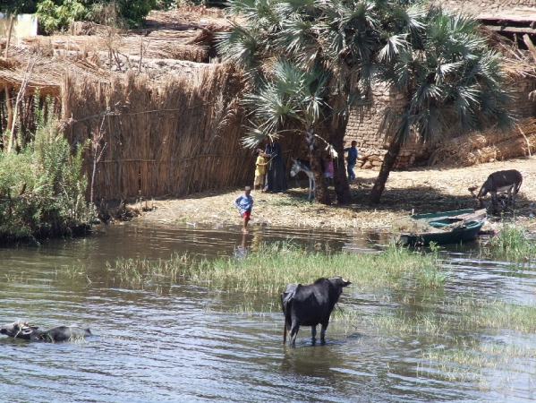 Zdjęcie z Egiptu - Nil to też wielki wodopój