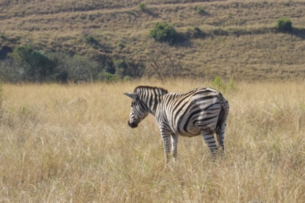 Zdjęcie z Republiki Półudniowej Afryki - Pilanesberg Park