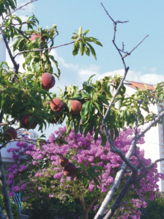 Zdjęcie z Chorwacji - brzoskwinie w ogrodzie