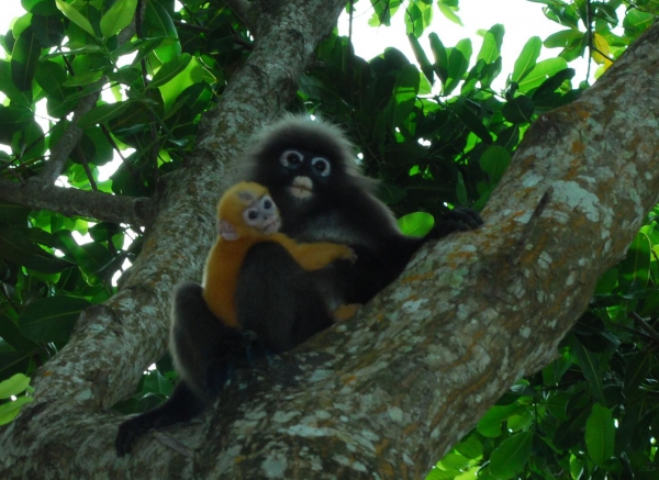 Zdjęcie z Malezji - malpki na drzewie