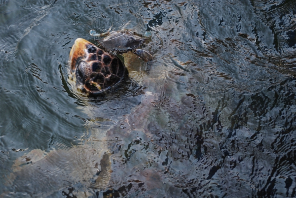 Zdjęcie z Turcji - żółwie w rzece