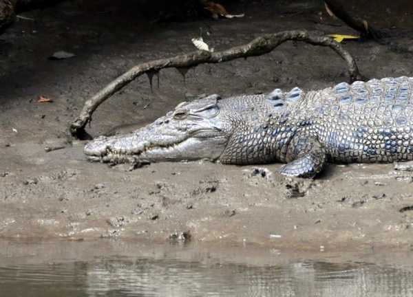 Zdjęcie z Australii - Krokodyl slonowodny