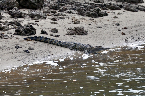 Zdjęcie z Australii - Kolejny krokodyl...