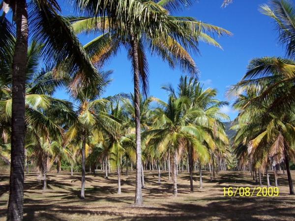 Zdjęcie z Australii - Plantacja kokosow...