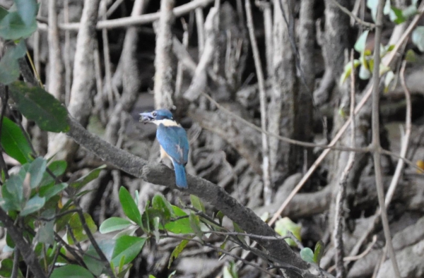 Zdjęcie z Australii - Niebieski ptak...