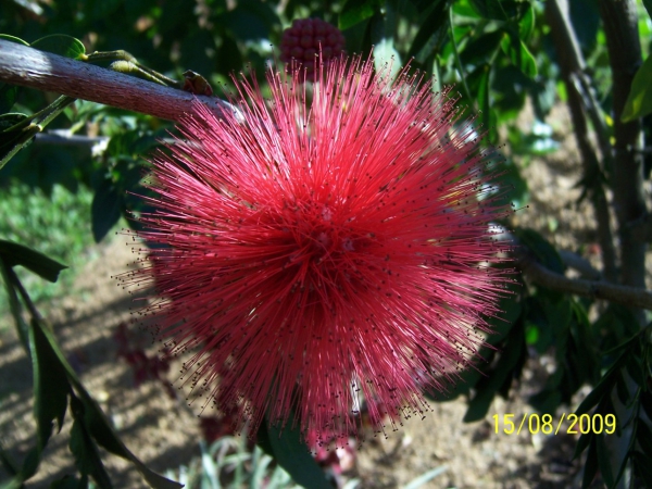 Zdjęcie z Australii - Tropikalny kwiatek