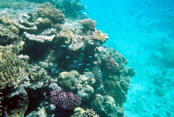 Zdjęcie z Australii - Cudowny podwodny swiat