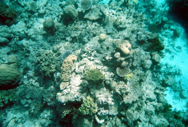 Zdjęcie z Australii - Rafa koralowa