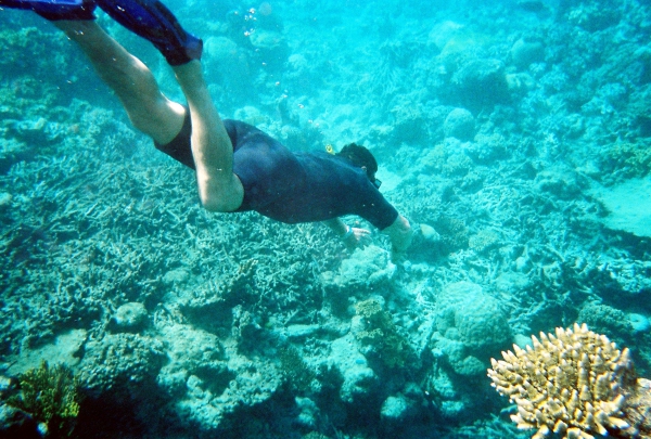 Zdjęcie z Australii - Wsrod koralowcow