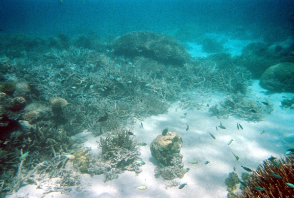 Zdjęcie z Australii - Koralowce i ryby