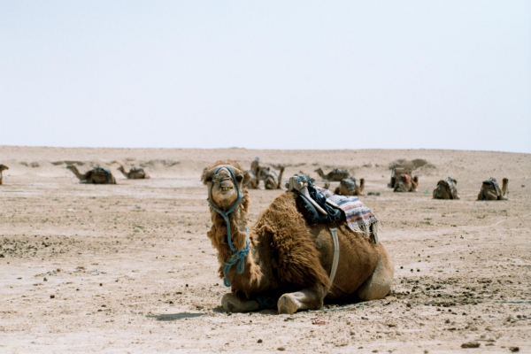 Zdjęcie z Tunezji - "zmęczony"