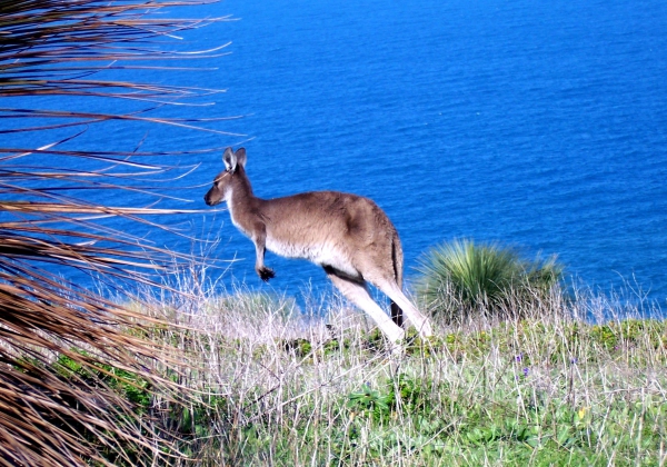 Zdjęcie z Australii - Kangur na tle oceanu