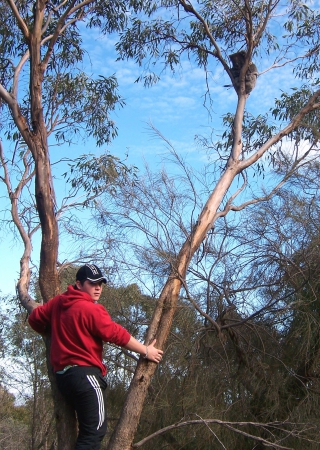Zdjęcie z Australii - Koala na drzewie