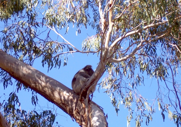 Zdjęcie z Australii - Koala spiacy...