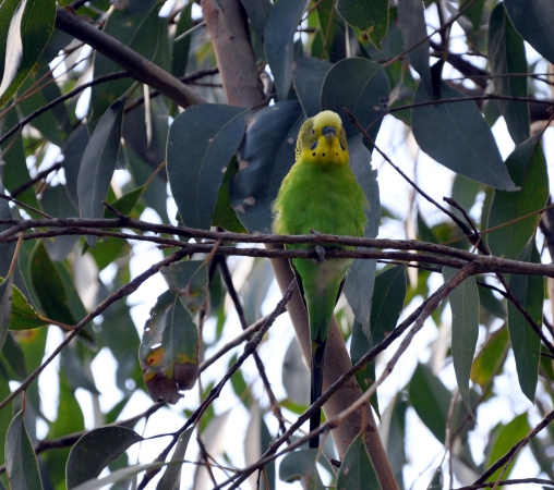 Zdjęcie z Australii - Papuzka na eukaliptusie