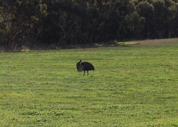Zdjęcie z Australii - Strus emu