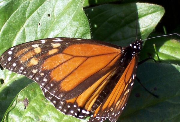 Zdjęcie z Australii - Motyl