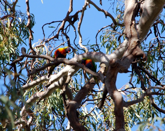 Zdjęcie z Australii - Papugi na eukaliptusie