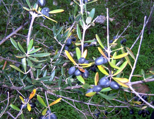 Zdjęcie z Australii - Dzikie oliwki