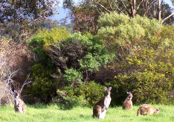 Zdjęcie z Australii - Rodzina kangurow