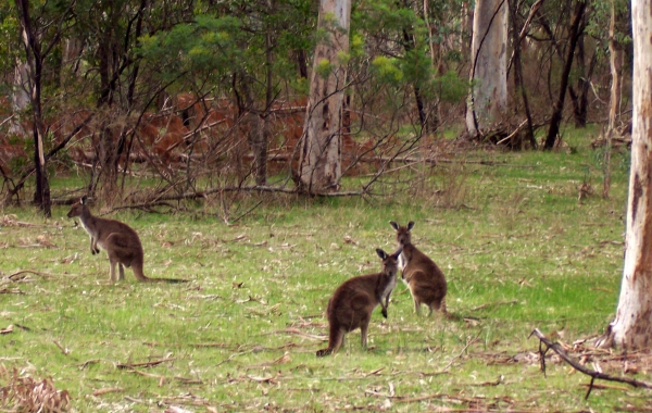 Zdjęcie z Australii - Kangury w "Polskim Lesie"
