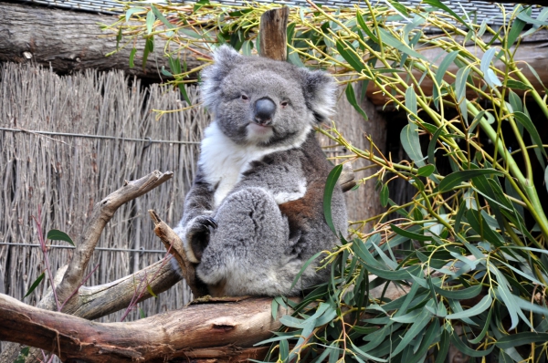 Zdjęcie z Australii - Misiek koala...