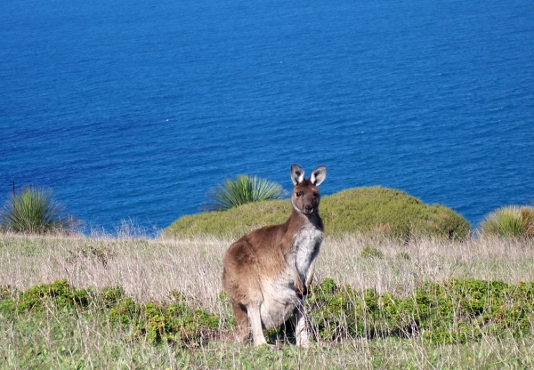 Zdjęcie z Australii - Kangurek a w tle lazurek