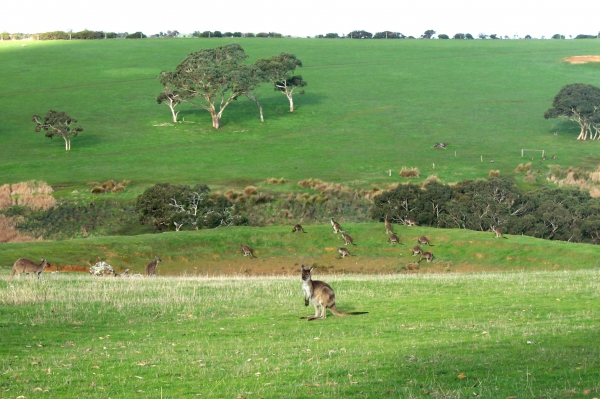 Zdjęcie z Australii - Kangurowe pole?