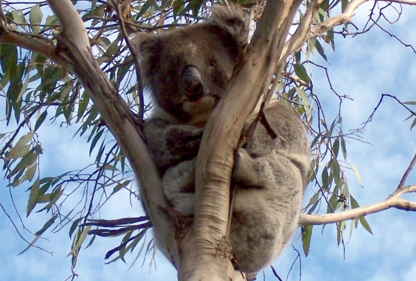 Zdjęcie z Australii - Koala