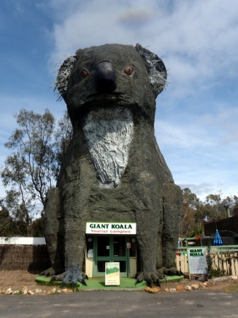 Zdjęcie z Australii - Gigantyczny koala...