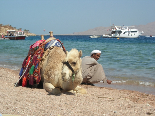 Zdjecie - Egipt - Sharm