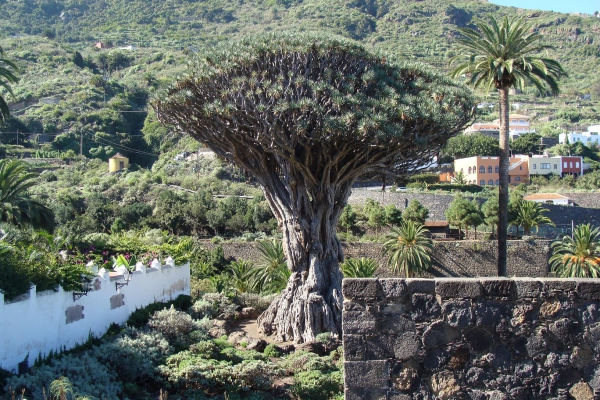 Zdjęcie z Hiszpanii - Najstarsze drzewo 