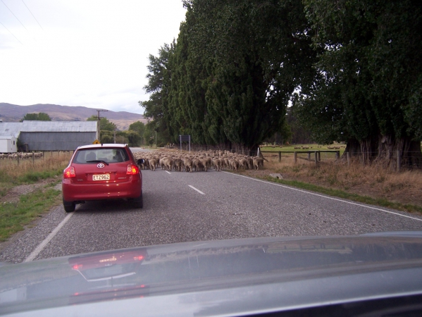 Zdjęcie z Nowej Zelandii - Droga zablokowana....