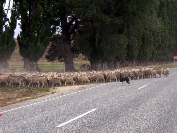 Zdjęcie z Nowej Zelandii - Pies przeprowadza owce...