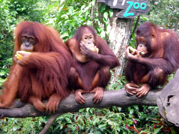 Zdjęcie z Singapuru - Orangutany...