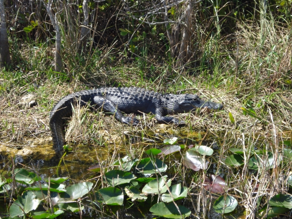 Zdjęcie ze Stanów Zjednoczonych - Everglades