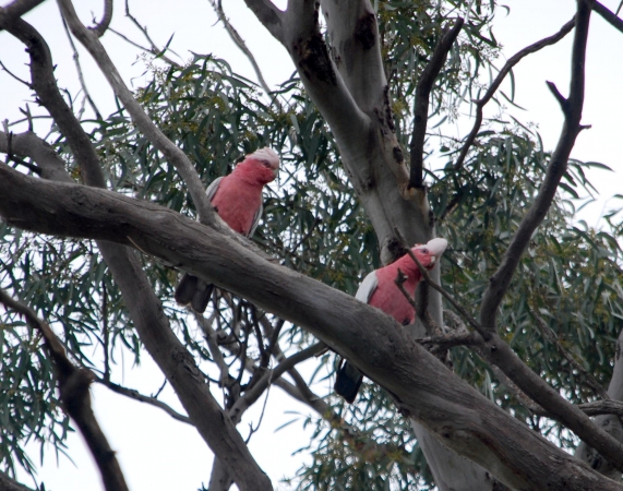 Zdjęcie z Australii - Czerwone papugi gala