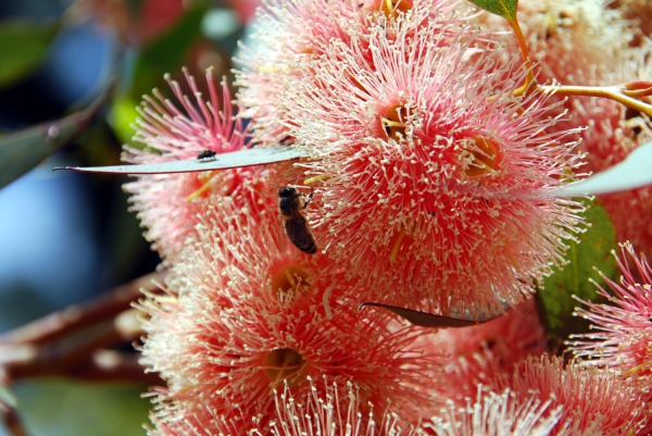 Zdjęcie z Australii - Rozowe kwiaty jednego...