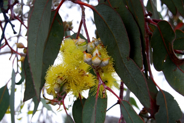 Zdjęcie z Australii - Kwiaty zoltego...