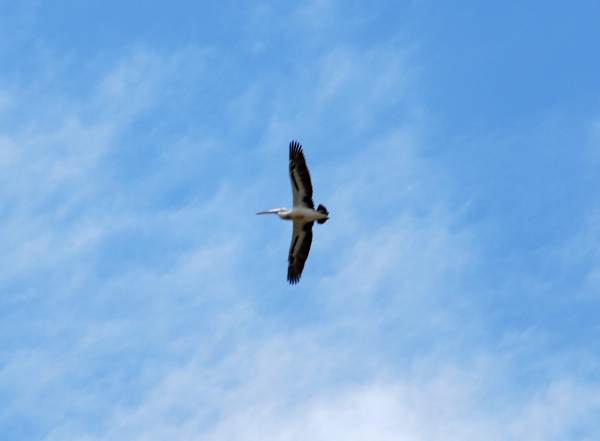 Zdjęcie z Australii - Szybujacy pelikan