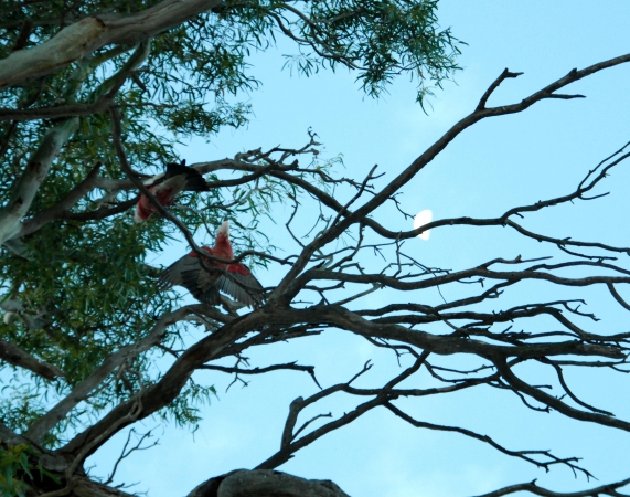Zdjęcie z Australii - Romantyczne papugi...