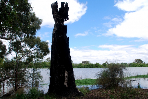 Zdjęcie z Australii - Wypalony szkielet drzewa