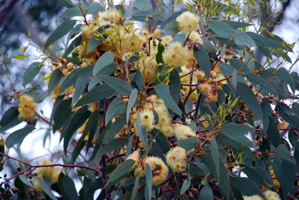 Zdjęcie z Australii - Kwitnie bialy eukaliptus