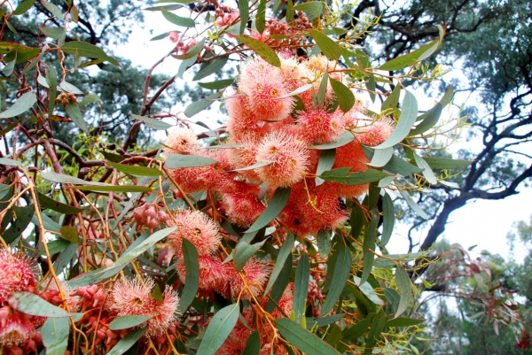 Zdjęcie z Australii - Rozowy eukaliptus