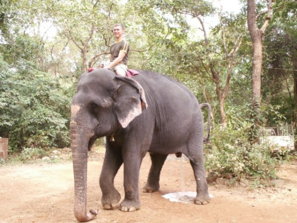 Zdjęcie z Indii - Słoń....