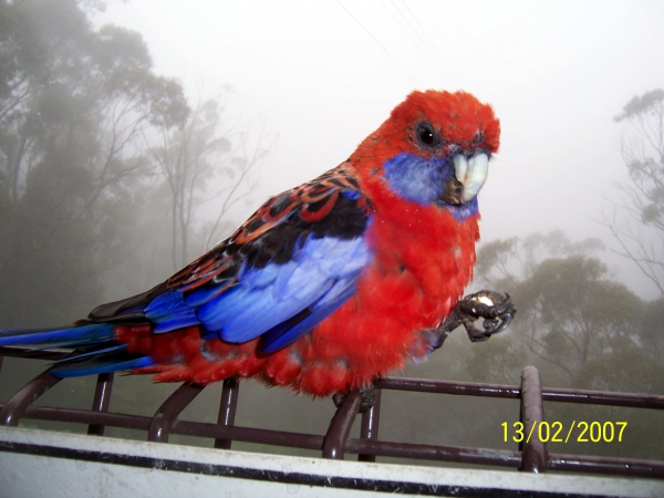 Zdjęcie z Australii - Kolorowa papuga...